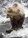 Grizzly bear yearling cub, Knight Inlet, British Columbia, September 2004.