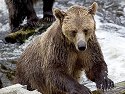 Grizzly bear mother, Knight Inlet, British Columbia, September 2004.