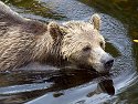 Grizzly bear mother, Knight Inlet, British Columbia, September 2004.