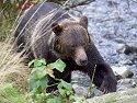 Grizzly bear, Knight Inlet, British Columbia.