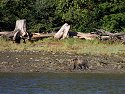 Grizzly bear on the shore, Knight Inlet, British Columbia, September 2004.