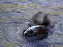 Grizzly bear, Knight Inlet, British Columbia, September 2004.