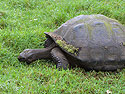 Galapagos Tortoise, Santa Cruz Island, Galapagos.