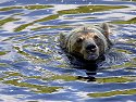 Grizzly bear, Knight Inlet, British Columbia, September 2004.