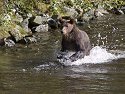 Grizzly bear, Knight Inlet, British Columbia, September 2004.