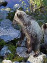 Grizzly bear yearling cub, Knight Inlet, British Columbia.