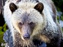 Grizzly bear yearling cub, Knight Inlet, British Columbia, September 2004.