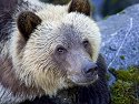 Grizzly bear yearling cub, Knight Inlet, British Columbia, September 2004.