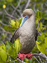 Red-footed booby, Genovesa Island, Galapagos, Dec.16, 2004.