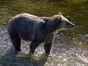 Grizzly bear mother, Knight Inlet, British Columbia, September 2004.