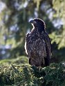 Eagle, British Columbia, September 2004.