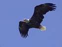 Bald eagle, Knight Inlet, British Columbia, September 2004.