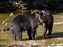 Grizzly bears, apparently siblings, Knight Inlet, British Columbia, September 2004.