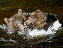 Grizzly bear siblings wrestling, Knight Inlet, British Columbia, September 2004.