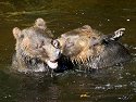 Grizzly bear siblings wrestling, Knight Inlet, British Columbia, September 2004.