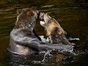 Grizzly bear siblings wrestling, Knight Inlet, British Columbia, September 2004.