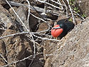 Frigate bird with an inflated breast getting a jump on breeding season, Genovesa Island, Galapagos.