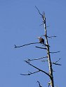 Bald eagle, Knight Inlet, British Columbia, September 2004.