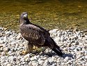 Eagle, British Columbia, September 2004.