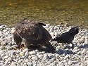 Raven looks for an opening as eagle feeds, Knight Inlet, British Columbia.