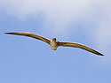 Red-footed booby, Genovesa Island, Galapagos.