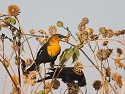 Yellow-headed blackbird, Bosque del Apache NWR.