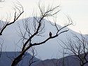 Hawk in a tree, Bosque del Apache NWR, New Mexico, 2004.