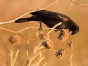 Red-winged blackbird, Bosque del Apache NWR, New Mexico, 2004.