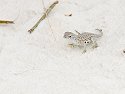 Little white lizard, White Sands.