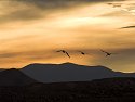 Sandhill cranes over Bosque del Apache NWR, New Mexico, 2004.