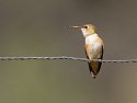 Hummingbird, American Natural History Museum Southwest Research Station, Cave Creek, Arizona.