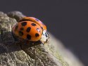 A ladybug crawls along a deck post.