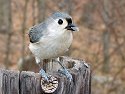 USB tether shot, tufted titmouse with Canon S45.