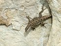 Lizard in Arizona.  It was tougher than I thought to shoot these little lizards against the rocks.  This is one that was close to being in focus.