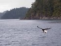 Eagle, British Columbia, September 2004. (Canon S45 camera)