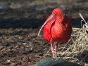 Red Ibis at National Zoo.