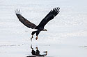 Eagle grabs a fish.