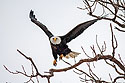 Eagle finds a convenient perch in Keokuk.