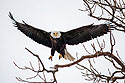 Bald eagle landing, Keokuk, Iowa, 2004.