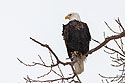 Keeping an eagle eye on what's going on down on the river.
