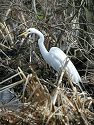 Egret at Bombay Hook National Wildlife Refuge, Delaware.
