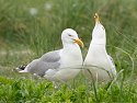 Nesting gulls, Monomoy National Wildlife Refuge, Cape Cod