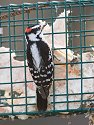 Downy woodpecker at suet feeder, Daniel Webster Wildlife Sanctuary (Mass Audubon), Marshfield, Mass. 2004.