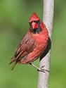 This male cardinal is a frequent visitor (2004).  However the female is more secretive and only shows up at odd hours.