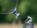 A tree swallow and a barn swallow compete for a landing spot, Daniel Webster Wildlife Sanctuary (Mass Audubon), Marshfield, Mass. 2004.
