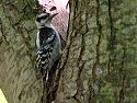 I have dozens of bad woodpecker photos. This Downey Woodpecker was in a dark forested area at Daniel Webster Wildlife Sanctuary.  I got a few ISO 1600 shots.  I don�t like to do a lot of image manipulation, but it was necessary to call upon some of Photoshop’s capabilities to control the high ISO noise.