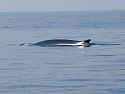 Saw two fin whales on a whale watch from Bar Harbor.