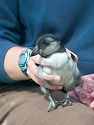 A researcher shows off a young puffling which has been tagged and will be released to the ocean.