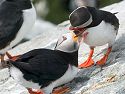 Puffins rub beaks as a form of greeting.