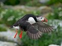 Puffin takes flight.
